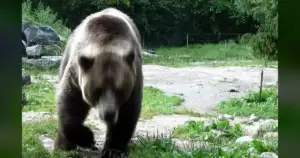 US Army's Arctic Angels Hit By Alaska Bear Attack