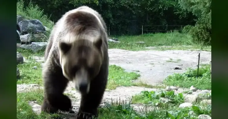 US Army's Arctic Angels Hit By Alaska Bear Attack