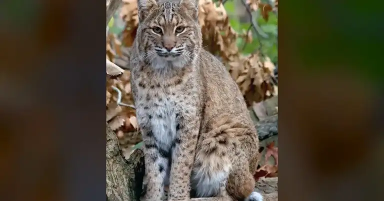 Virginia Bobcats: Orphaned to Apex Predator in 11 Months