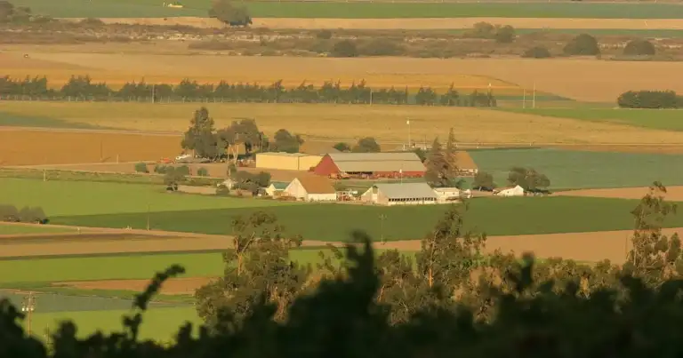 40,000 California Vineyard Acres Gone: Why It's Not a Crisis