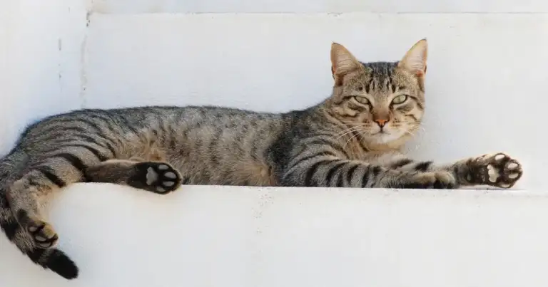 50 Miles, 3 Months: Whiskers Reunited With Brooklyn Family