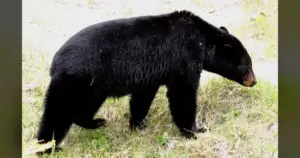 Cebull's Hound Hunt Targets Female Montana Black Bears