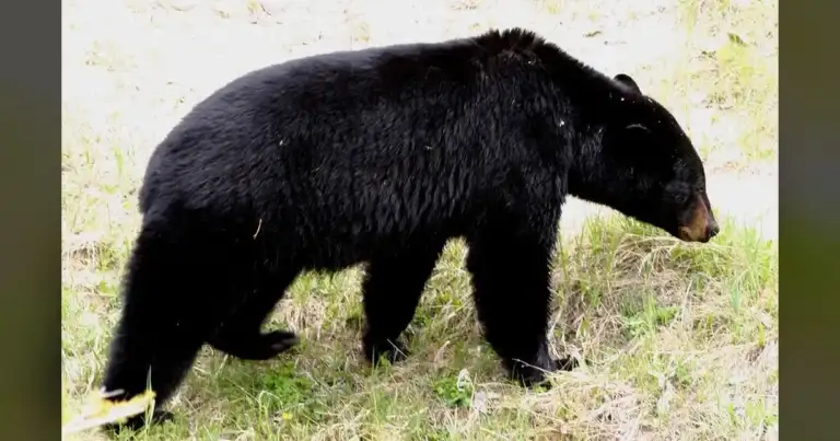 Cebull's Hound Hunt Targets Female Montana Black Bears 14 Cebull's Hound Hunt Targets Female Montana Black Bears