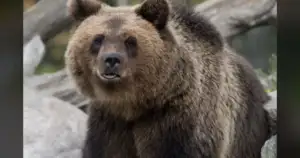 Colorado: 20% More Bear Calls This April. It's Our Fault.