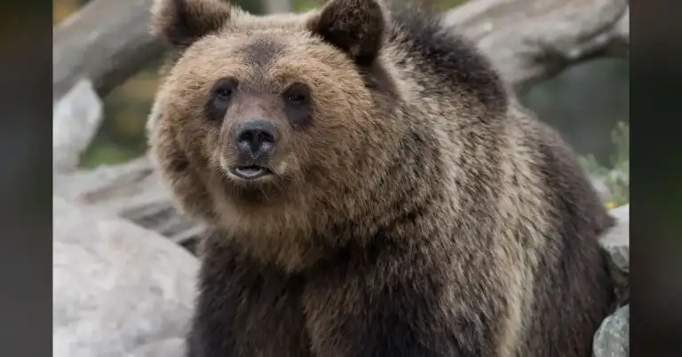 Colorado: 20% More Bear Calls This April. It's Our Fault.