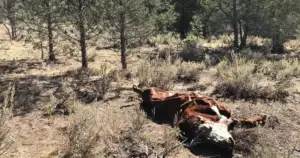 5-10 Cow Carcasses Dumped on Powell Butte BLM Land