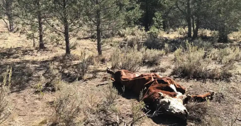 5-10 Cow Carcasses Dumped on Powell Butte BLM Land 16 5-10 Cow Carcasses Dumped on Powell Butte BLM Land