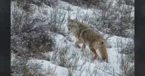 Coyotes froze Sentinels solid in North Dakota sweep