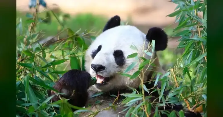 San Diego Zoo: These pandas arrival just changed everything.