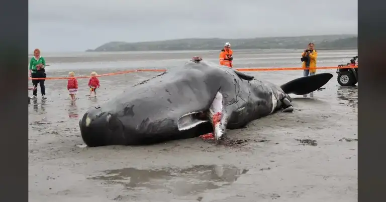 Remains of a sperm whale along Oahu shore is attracting tiger sharks 8 Remains of a sperm whale along Oahu shore is attracting tiger sharks