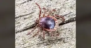 ALERT: Ticks on Meat. This isn't just a health issue; it's a wake-up call.