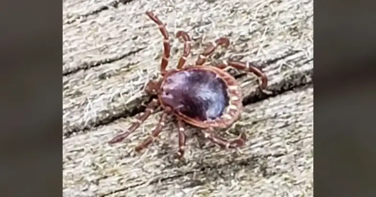 ALERT: Ticks on Meat. This isn't just a health issue; it's a wake-up call.