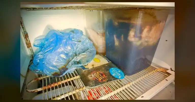 Restaurants cited for live gnats, bare-handed employees, improperly cooled foods - Local 3 News
