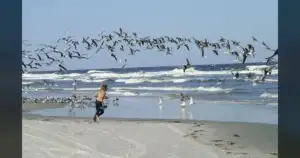 IBR Concern: Birds arrive at half their healthy weight.