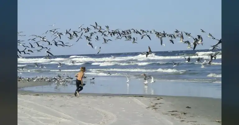 IBR Concern: Birds arrive at half their healthy weight.