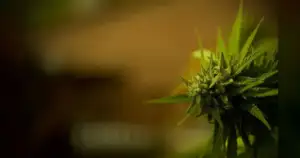 Judge Smith just blocked Fremont's hemp ban, fueling a "fake fight.