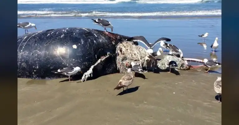 3 Gray Whales Found Dead in a Week—Scientists Fear a Looming Marine Crisis