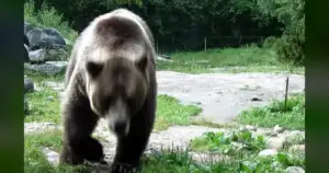 15% Rise in Bear Attacks Sparks Heated Battle Over Alaska Predator Control Program