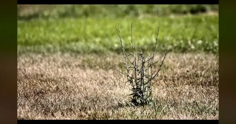 East Idaho Officials Warn Drought, But NOAA Shows 95% Snowpack