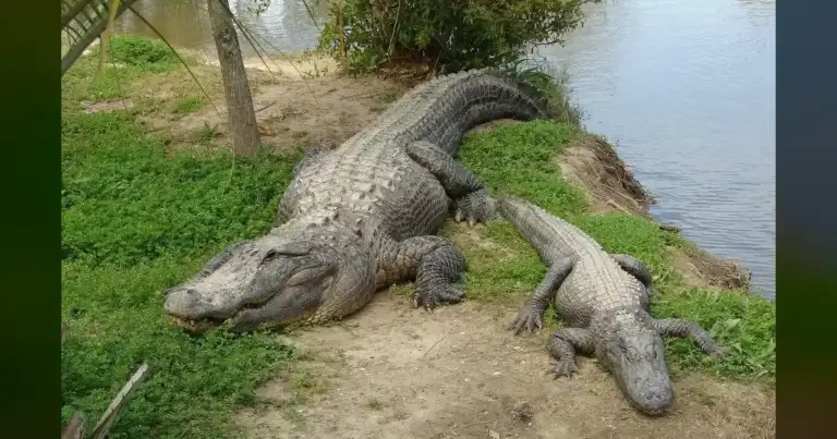 Florida Man Tried To Pay For Beer With A Live Alligator 6 Florida Man Tried To Pay For Beer With A Live Alligator