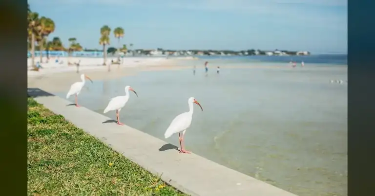 Florida's St. Pete Beach Poisoned to Clear Bird Nests