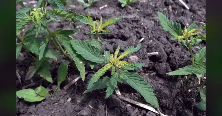 Georgia Hemp Association: Illegal Growers Threaten Our Entire Industry 1 Georgia Hemp Association: Illegal Growers Threaten Our Entire Industry