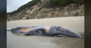 7 Dead Gray Whales in Washington: Marine Biologist Warns of Coastal Collapse