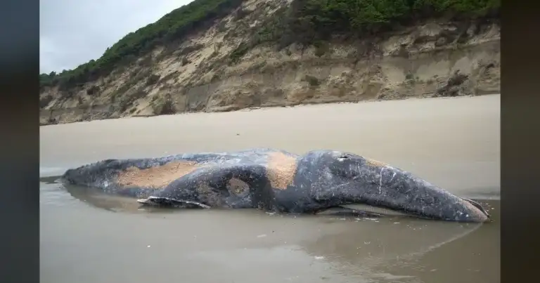 7 Dead Gray Whales in Washington: Marine Biologist Warns of Coastal Collapse