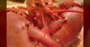 Keliher: 'Sustainability' Fuels Maine Lobster War