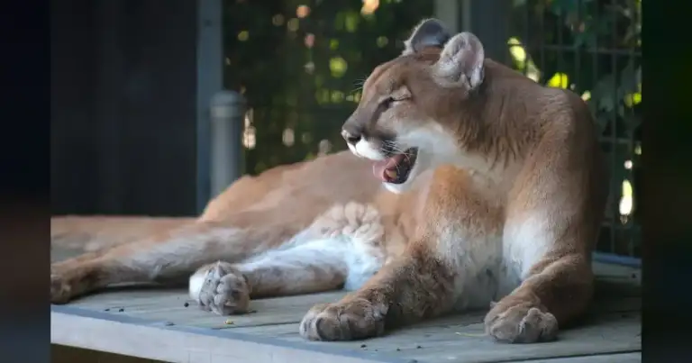 SoCal's mountain lion policy: a death sentence for pets.