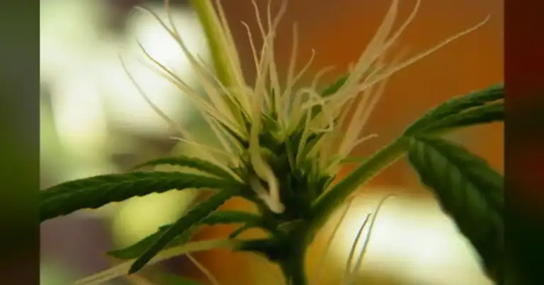NC Cannabis: $300M Revenue Push Threatens Dispensaries 10 NC Cannabis: $300M Revenue Push Threatens Dispensaries
