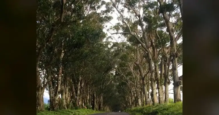 Local: Tunnel of Trees is gone. We're still coming.