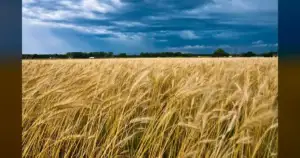 Martha Jenkins: Oklahoma's storms never end