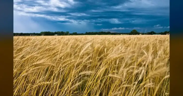 Martha Jenkins: Oklahoma's storms never end 2 Martha Jenkins: Oklahoma's storms never end