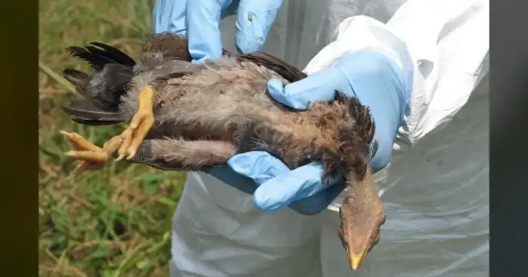H5N1 Bird Flu Devastates Colquitt County Poultry.