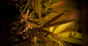 Texas Hemp Sales Plummeted 30% After New State Rules Spark Lawsuit