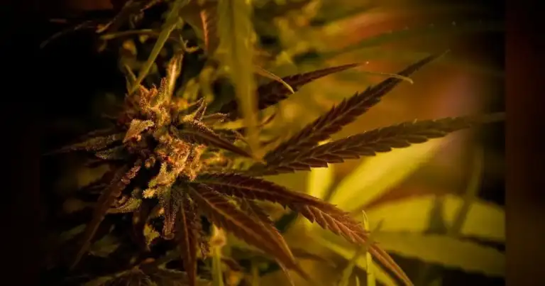 Texas Hemp Sales Plummeted 30% After New State Rules Spark Lawsuit