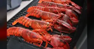 UMaine: New Predators Threaten Maine's Lobster Future