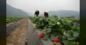 Farmers: Drought NOT hurting VA strawberries—heat is!
