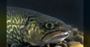 West Virginia’s 11-Pound Tiger Trout Record Sparks Heated Angler Debate