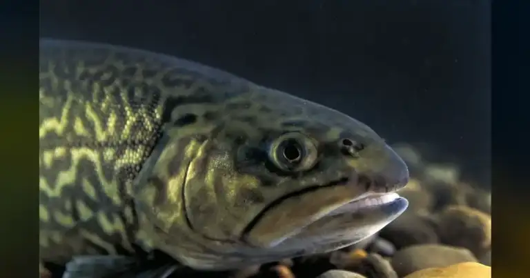 West Virginia’s 11-Pound Tiger Trout Record Sparks Heated Angler Debate