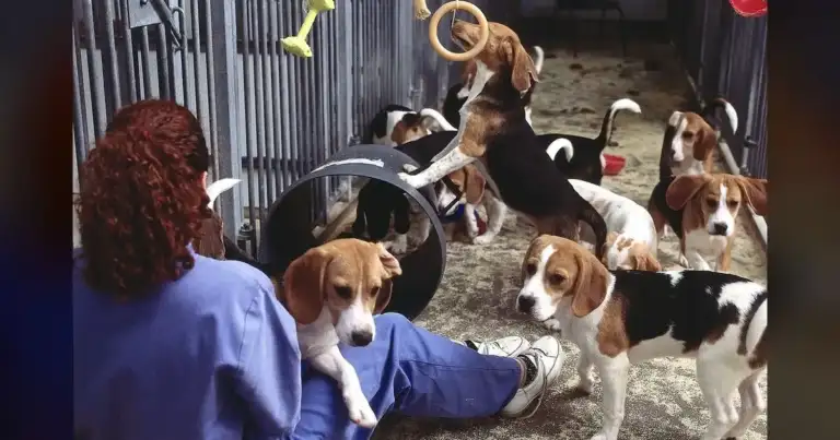 Wisconsin Beagle Raid Moved Up: Conditions Too Dire to Wait