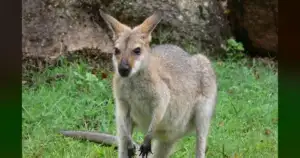 Forget Chesney: Wisconsin's Kangaroo Hunt Was a Costly Distraction.