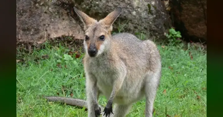 Forget Chesney: Wisconsin's Kangaroo Hunt Was a Costly Distraction.