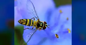 Yellow-Legged Hornets are decimating SC honeybees.