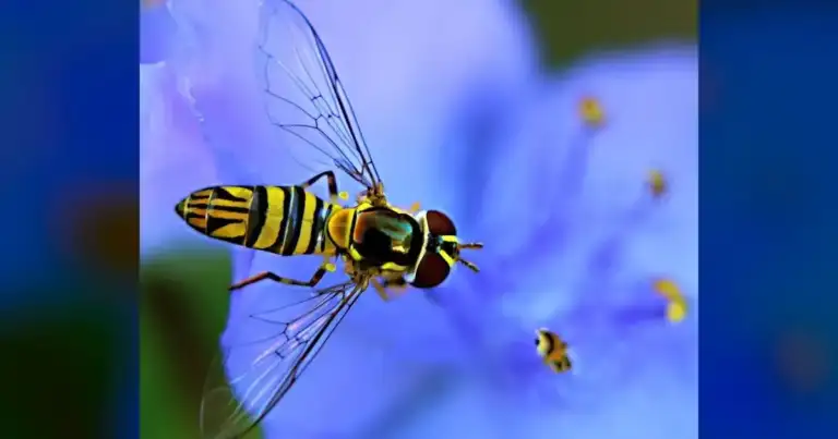 Yellow-Legged Hornets are decimating SC honeybees. 2 Yellow-Legged Hornets are decimating SC honeybees.