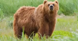 Center for Bio. Diversity: Alaska Bear Slaughter Is Barbarism
