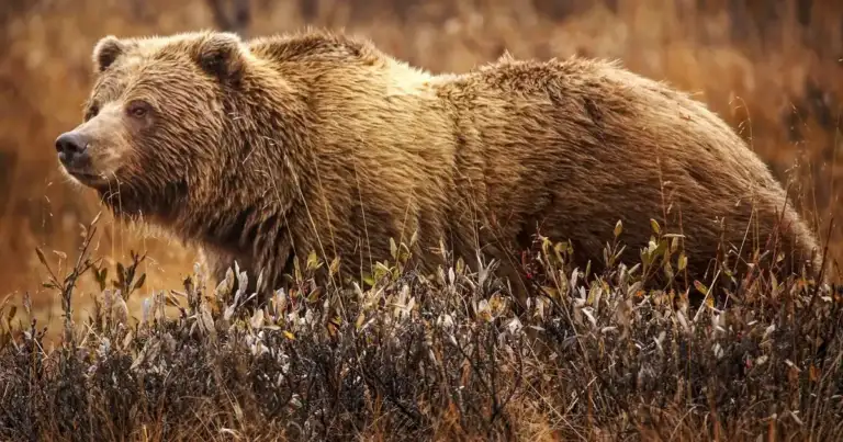 Montana FWP: Yellowstone Bear Sightings Daily. Be Prepared. 1 Montana FWP: Yellowstone Bear Sightings Daily. Be Prepared.