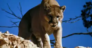 FWP warns Bozeman after mountain lion sightings surge city-wide.