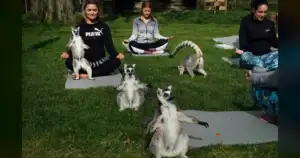 Northern Nevada Animal Yoga Just Caused Mass Illnesses